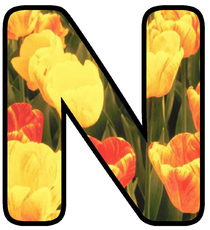 Dekobuchstaben-Tulpe_N.jpg